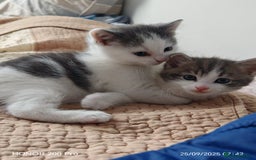 Khao Manee cats for sale: Beautiful 3 kittens  - Image 5