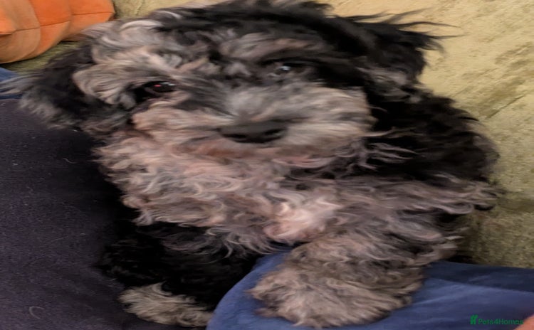 Miniature Poodle dogs - Advert 1