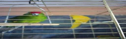 Parakeets birds for sale: For sale  - Advert 3