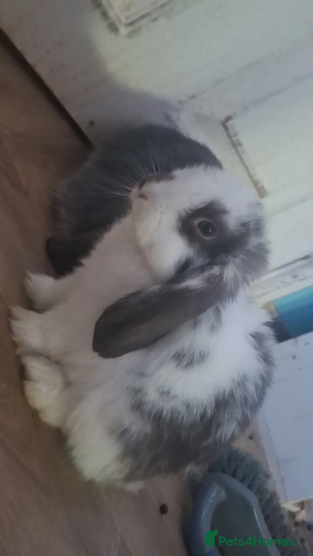 Mini Lop rabbits for sale: 4 beautiful mini lops, 2 boys 2 girls - Advert 4