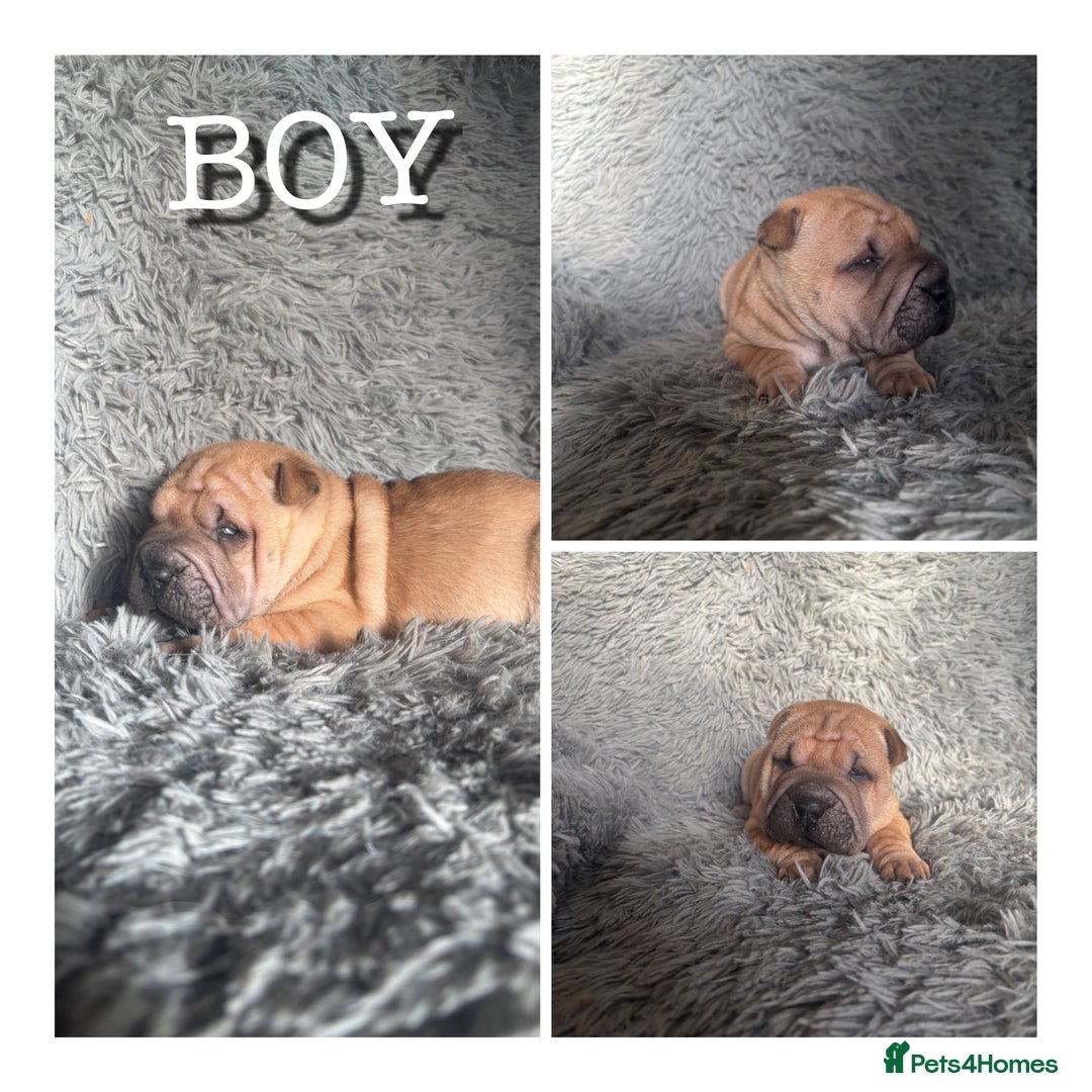 Shar Pei dogs for sale: SHAR PEI PUPS READY NOW - Advert 3