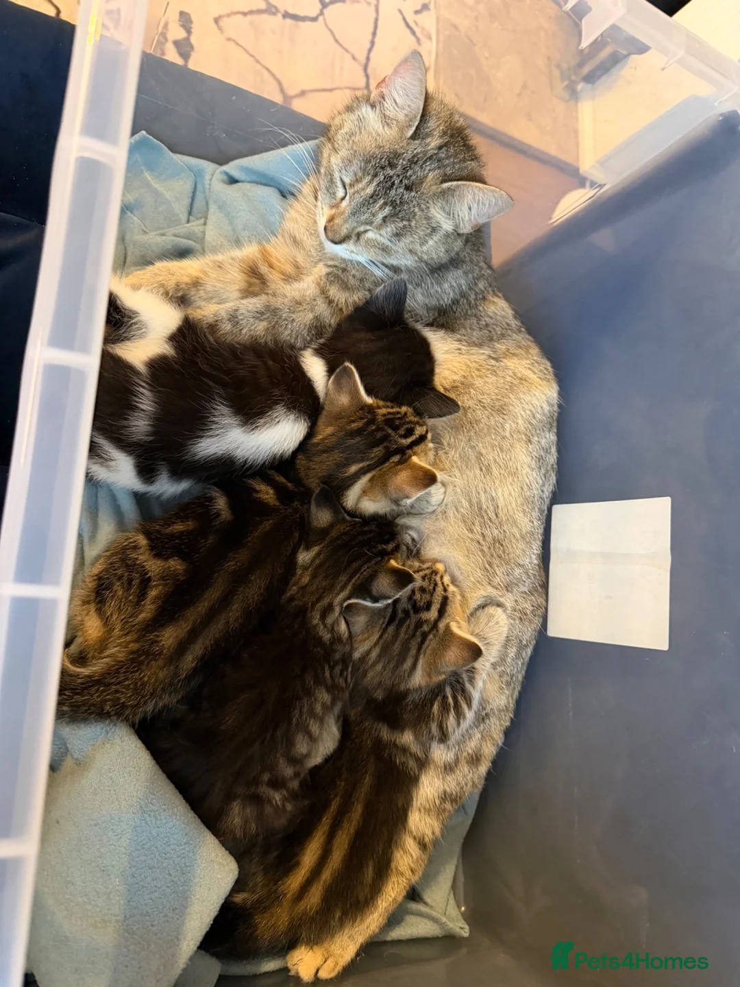 Mixed Breed cats for sale: 4 kittens looking for a new home  - Advert 2