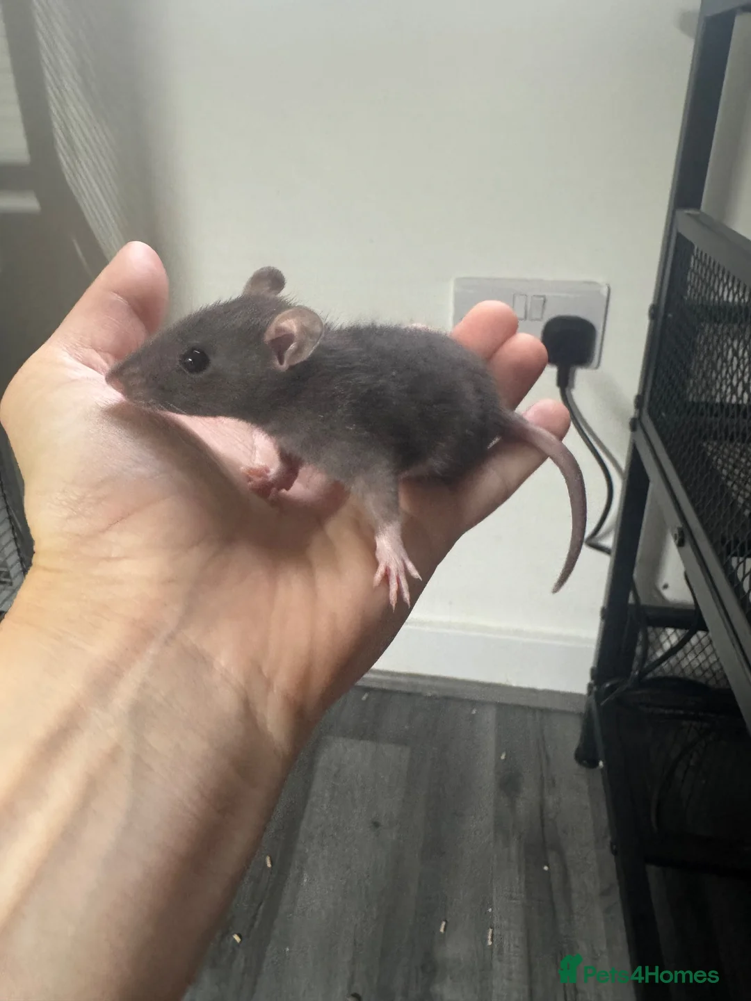 Rat rodents for sale: Baby dwarf rats for sale - Advert 1