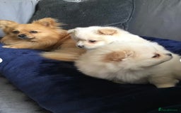 Pomeranian dogs for sale: Fluffy Female Pomeranian Pup  - Image 6