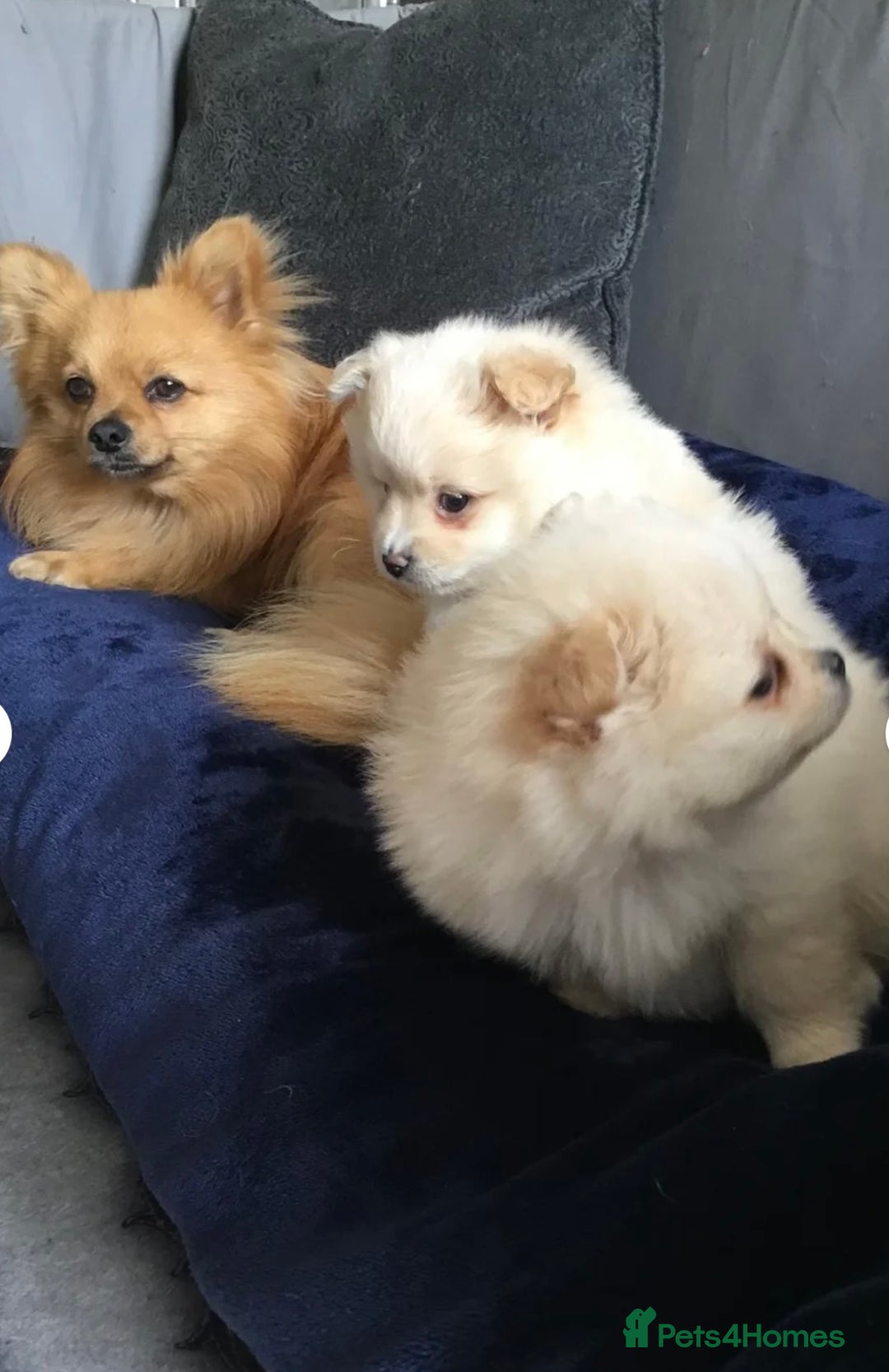 Pomeranian dogs for sale: Fluffy Female Pomeranian Pup  - Image 6