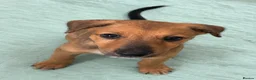 Lurcher dogs for sale: 4 beautiful girls looking for there forever homes  - Advert 3