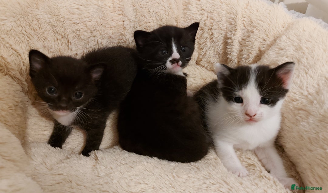 Mixed Breed cats for sale: 6 black and white kittens for sale - Image 1