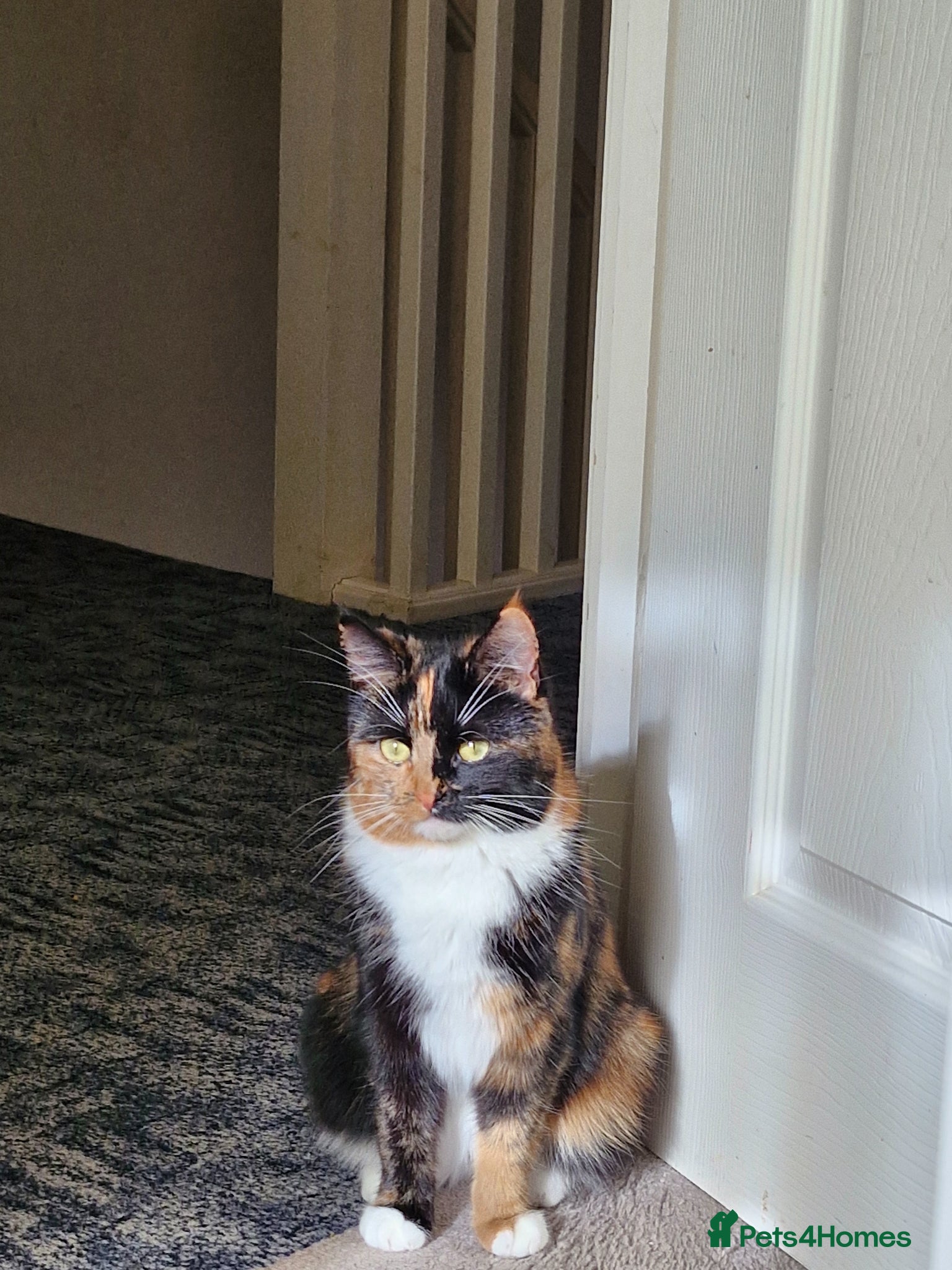 Mixed Breed cats little kittens are looking for a new home - Advert 1