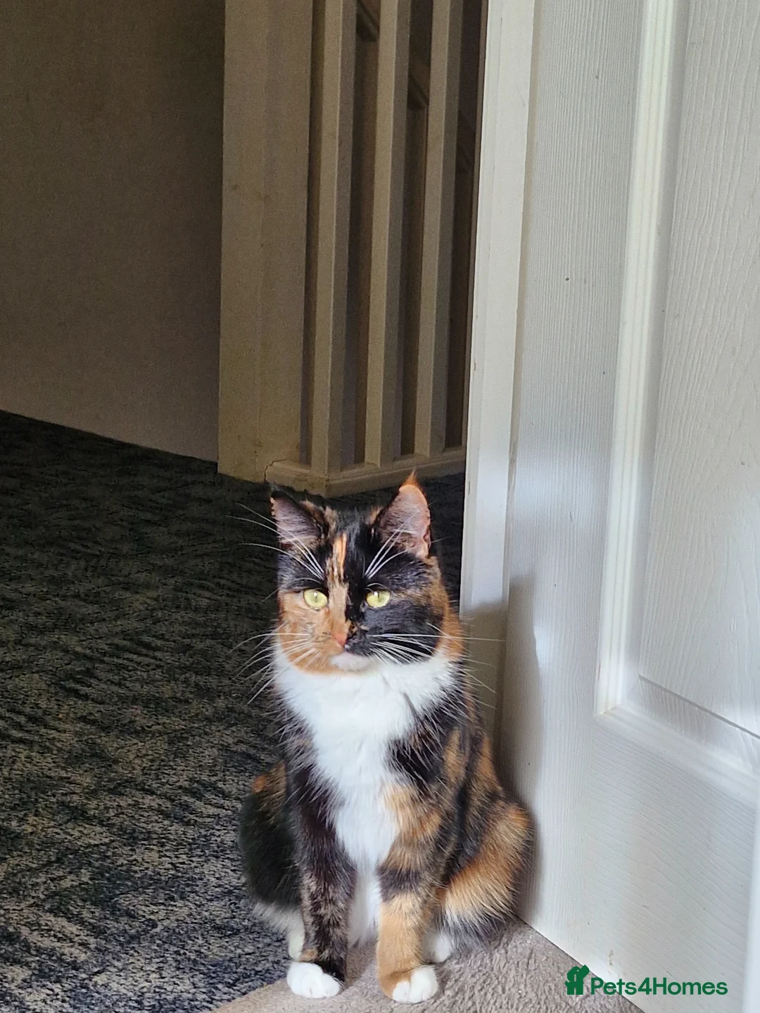 Mixed Breed cats for sale: little kittens are looking for a new home in Boston - Advert 1