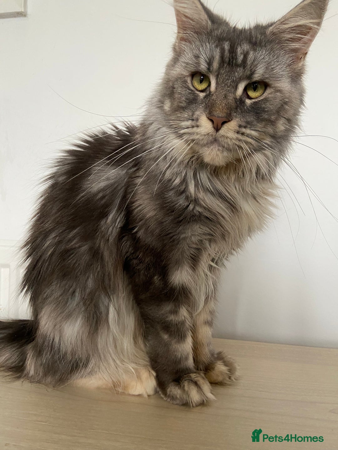 Maine Coon cats for sale: TICA Active Registered Maine Coon Queen  - Advert 9
