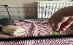 Guinea Pig rodents for sale: 2 LIGHTS BLONDE FEMALE GUINEA PIGS - Image 4