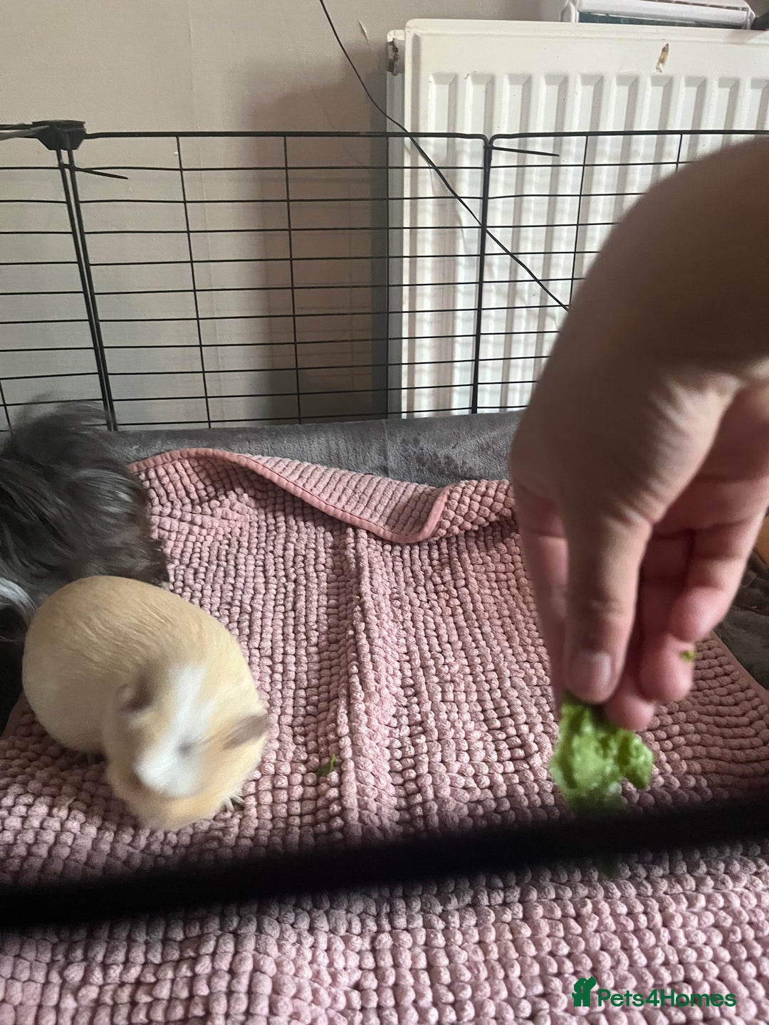 Guinea Pig rodents for sale: 2 LIGHTS BLONDE FEMALE GUINEA PIGS - Image 4