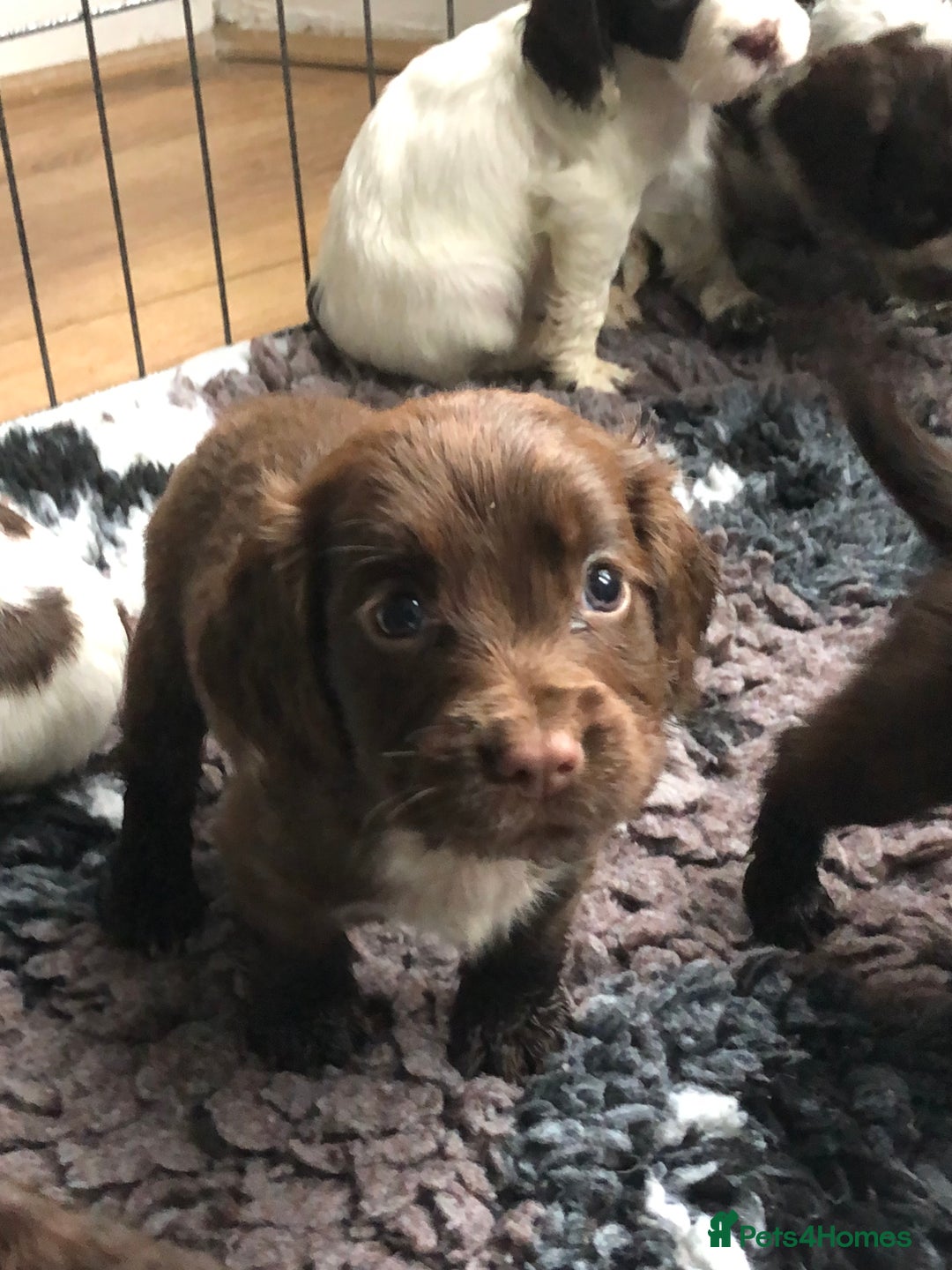 Cocker Spaniel dogs for sale: Gorgeous Working Cocker Spaniel puppies - Image 8