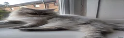 Neva Masquerade cats for sale: Stunning quality Siberian kittens in Slough - Advert 10