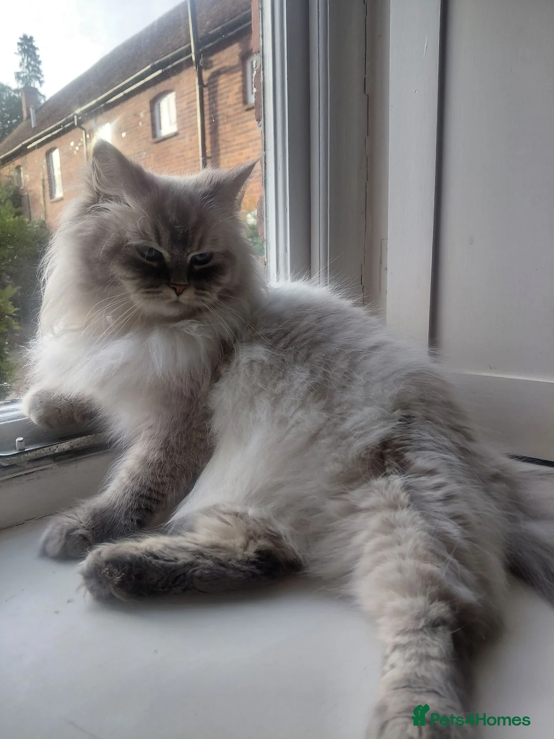 Neva Masquerade cats for sale: Stunning quality Siberian kittens in Slough - Advert 10