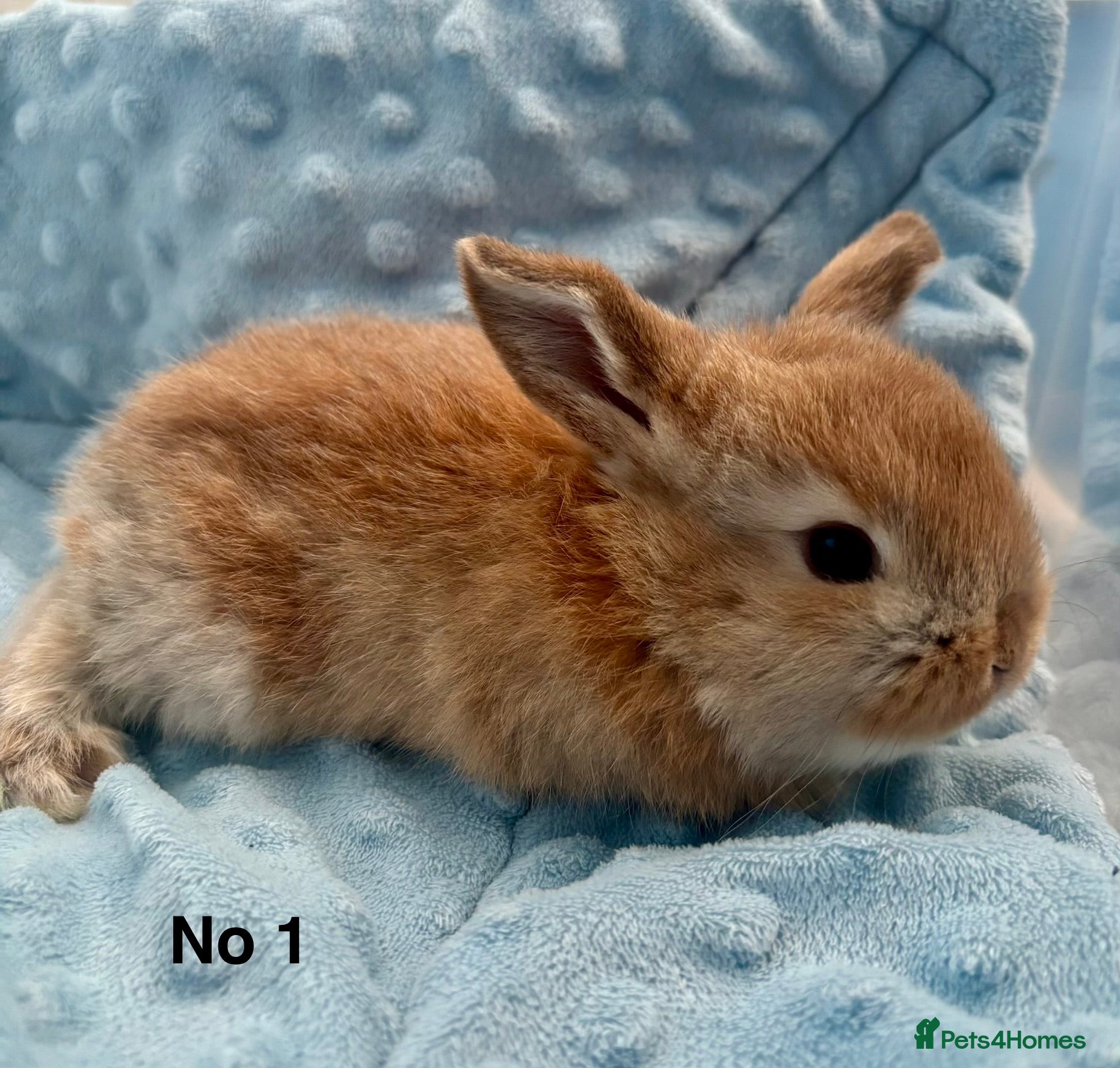 Mini Lop rabbits Beautiful Mini Lop Baby Bunnies 🐰 - Advert 1