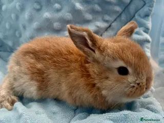 Mini Lop rabbits *ALL RESERVED* Beautiful Mini Lop Baby Bunnies 🐰 - Advert 14