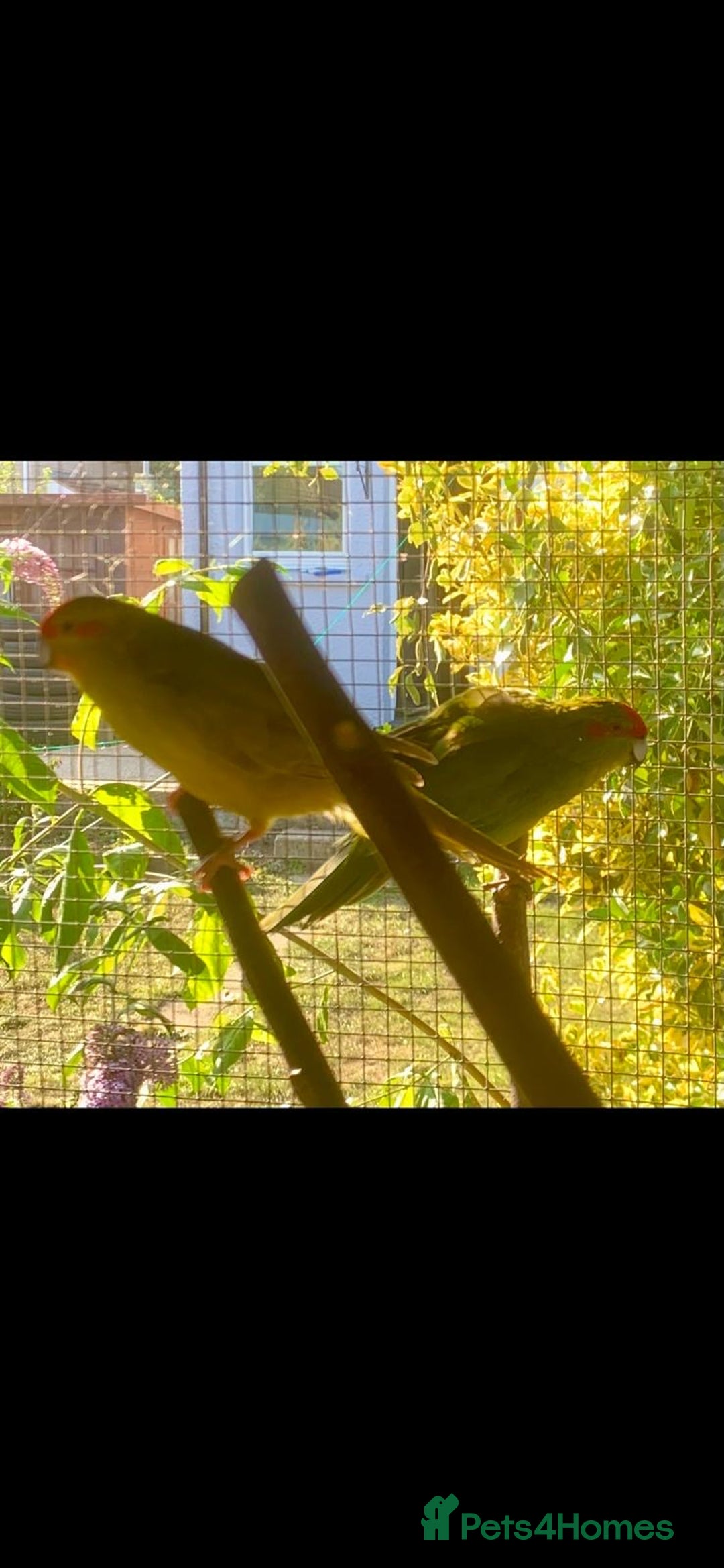 Parakeets birds for sale: Kakariki’s breeding pair - Image 3