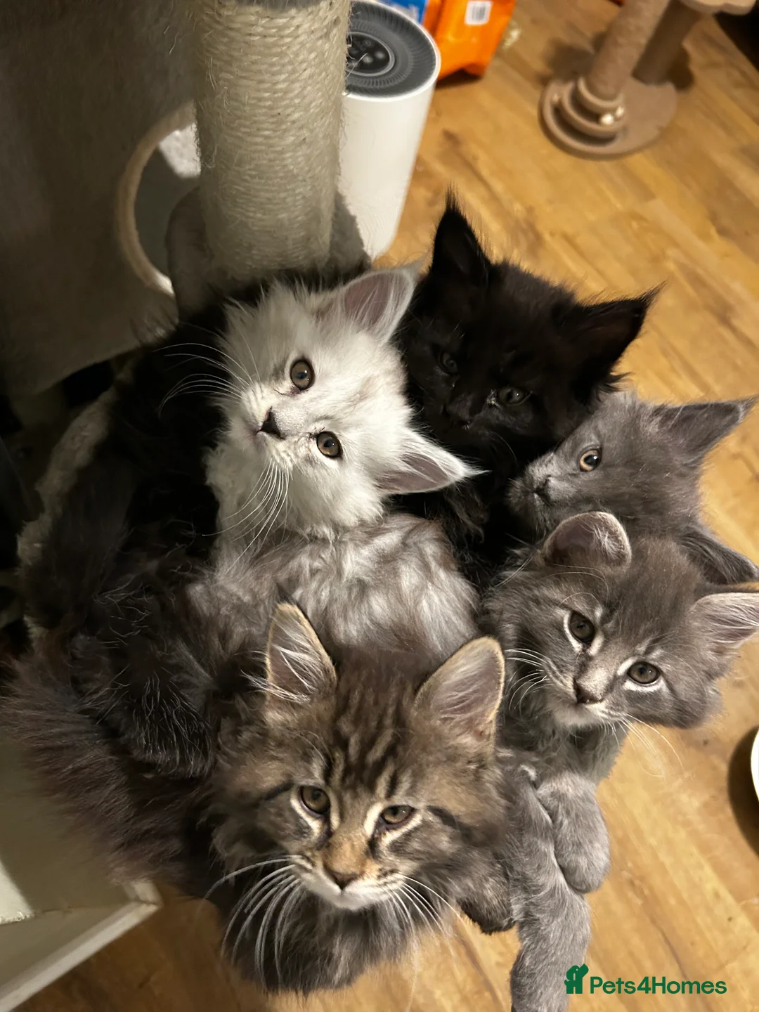 Maine Coon cats for stud: Beautiful Mainecoon Boy.  - Advert 3