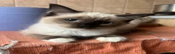 Ragdoll cats for sale: GCCF Registered Kittens - Advert 3
