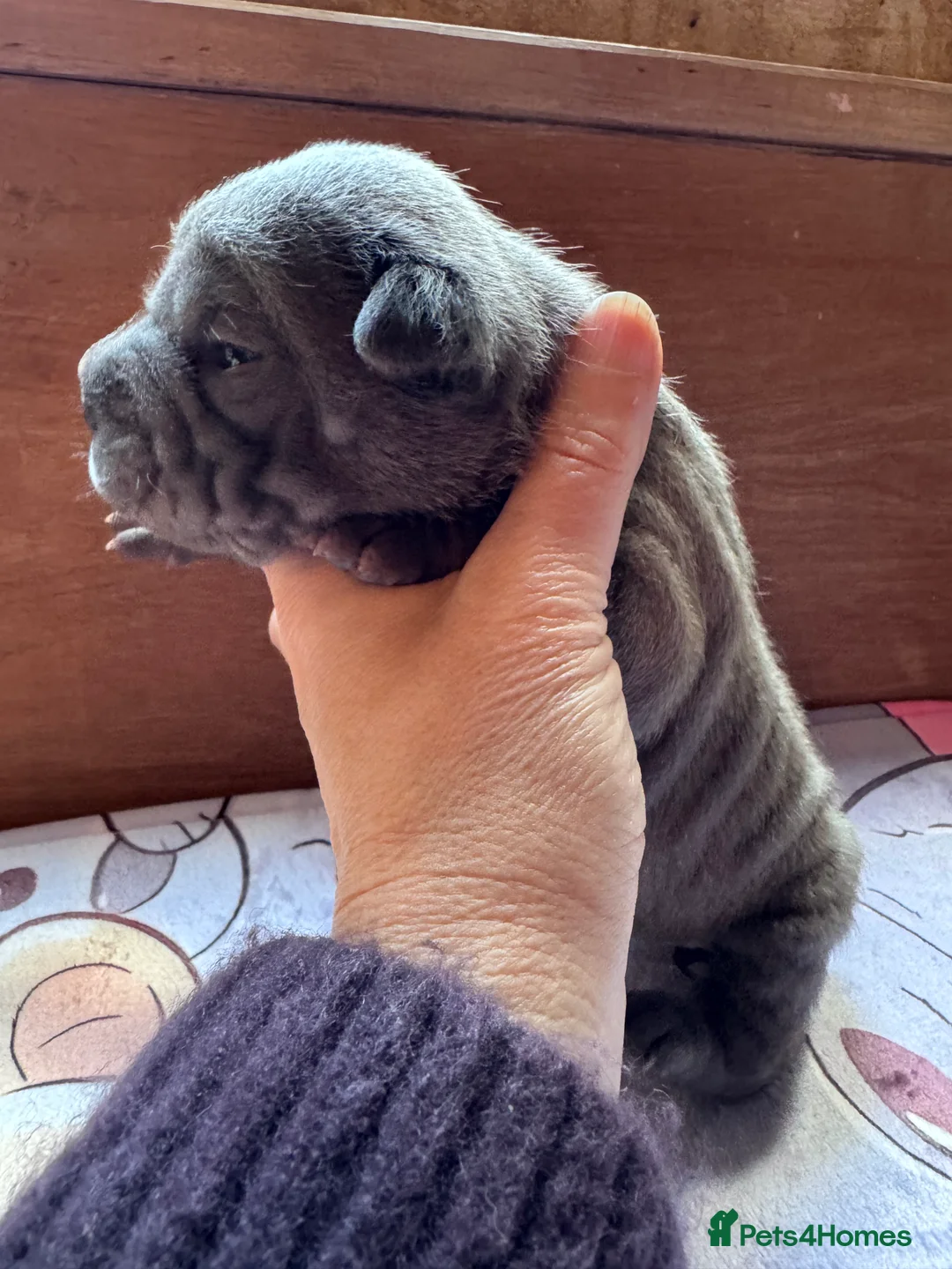 Shar Pei dogs for sale: Stunning Bullpei Puppies (Sharpei/English Bulldog) - Advert 34