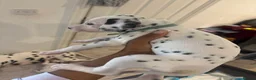 Dalmatian dogs for sale: 🐾 Stunning KC Pedigree Dalmatian Puppies 🐾 - Advert 21
