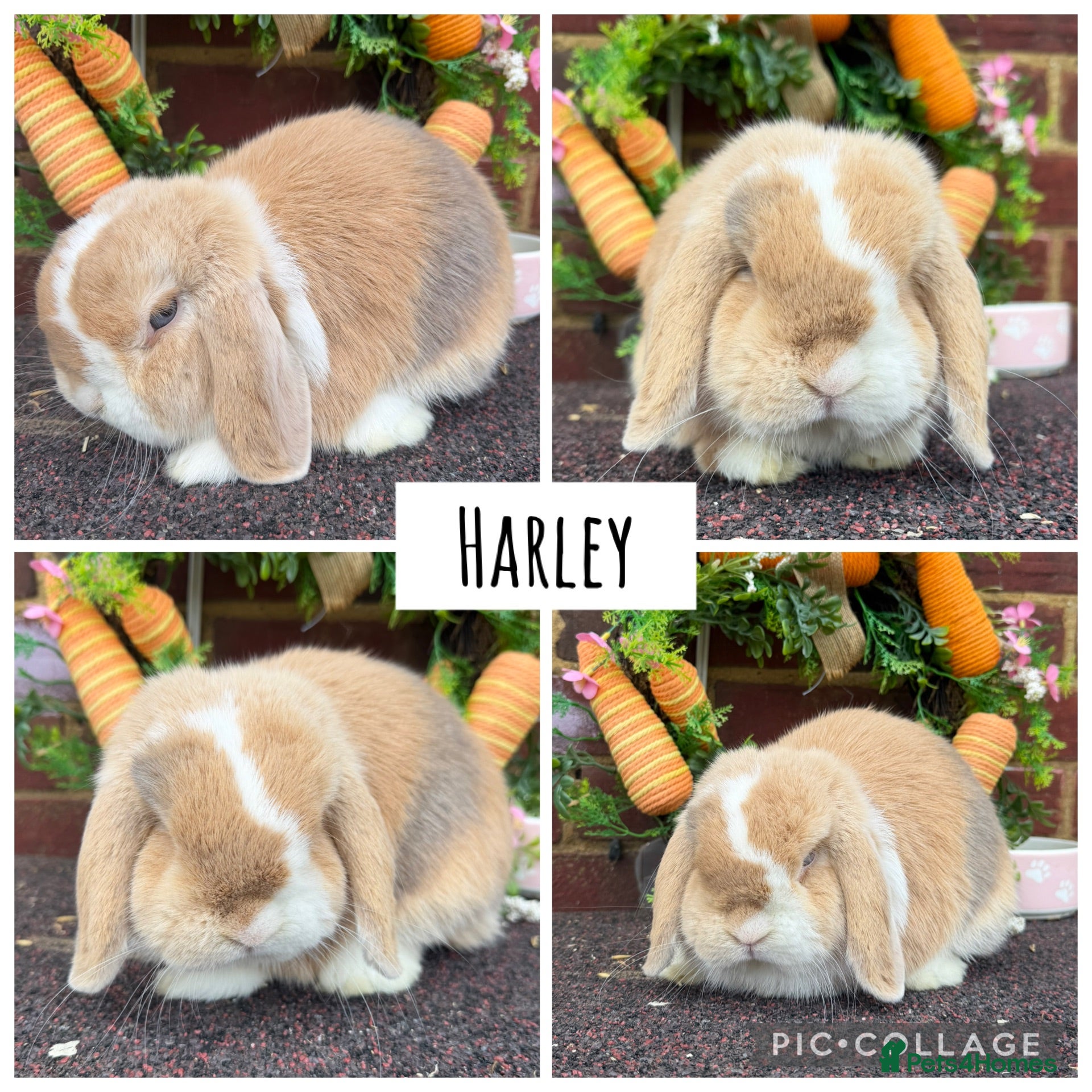 Mini Lop rabbits Pure bred mini lops  - Advert 6
