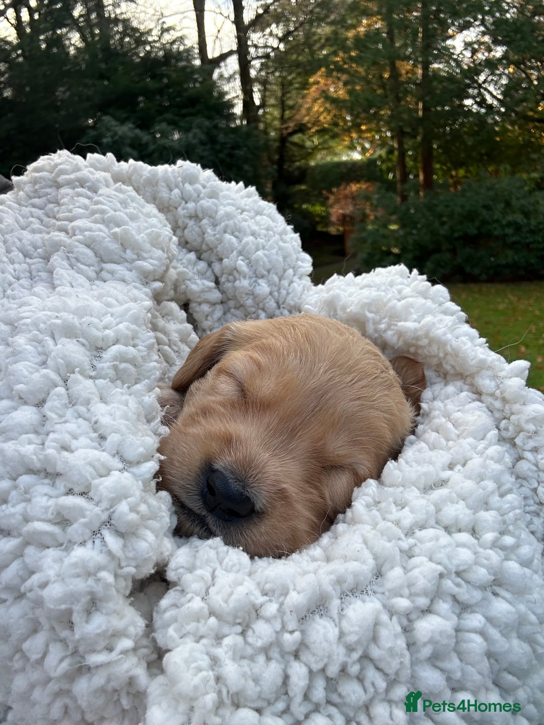 Golden Retriever dogs for sale: Working golden retriever  - Advert 5