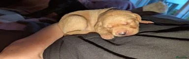 Labrador Retriever Puppy 1