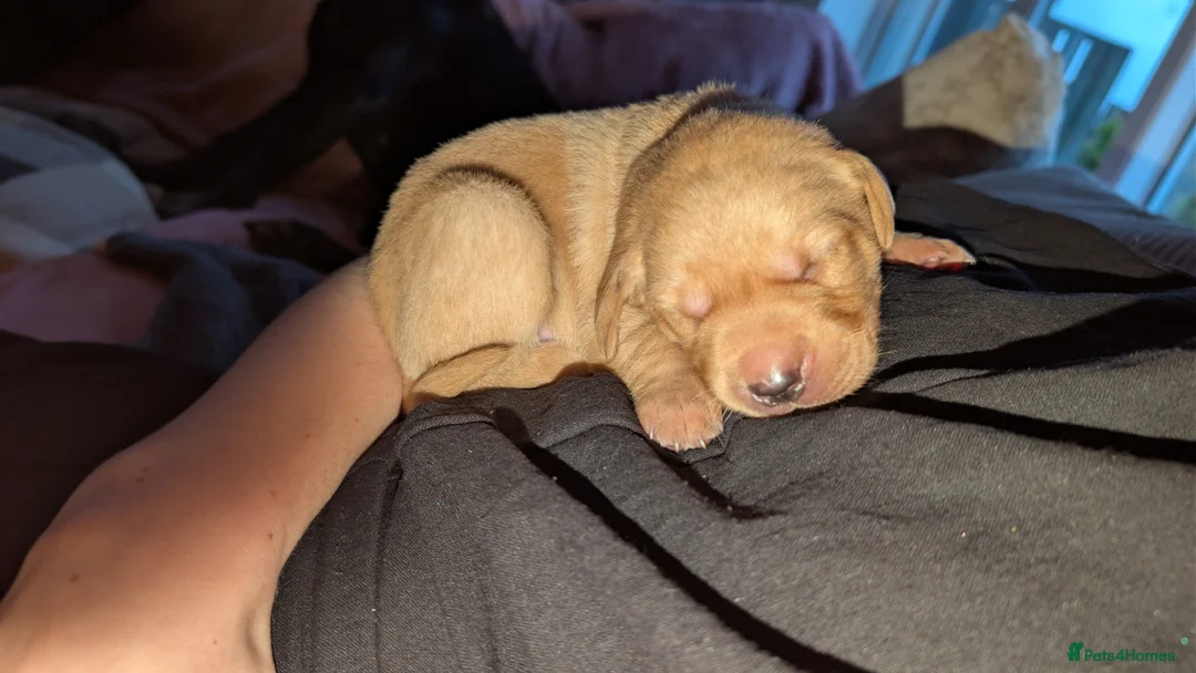 Labrador Retriever dogs for sale: 2 Male Puppies: Red and Yellow FTW & FTCH lines - Advert 2