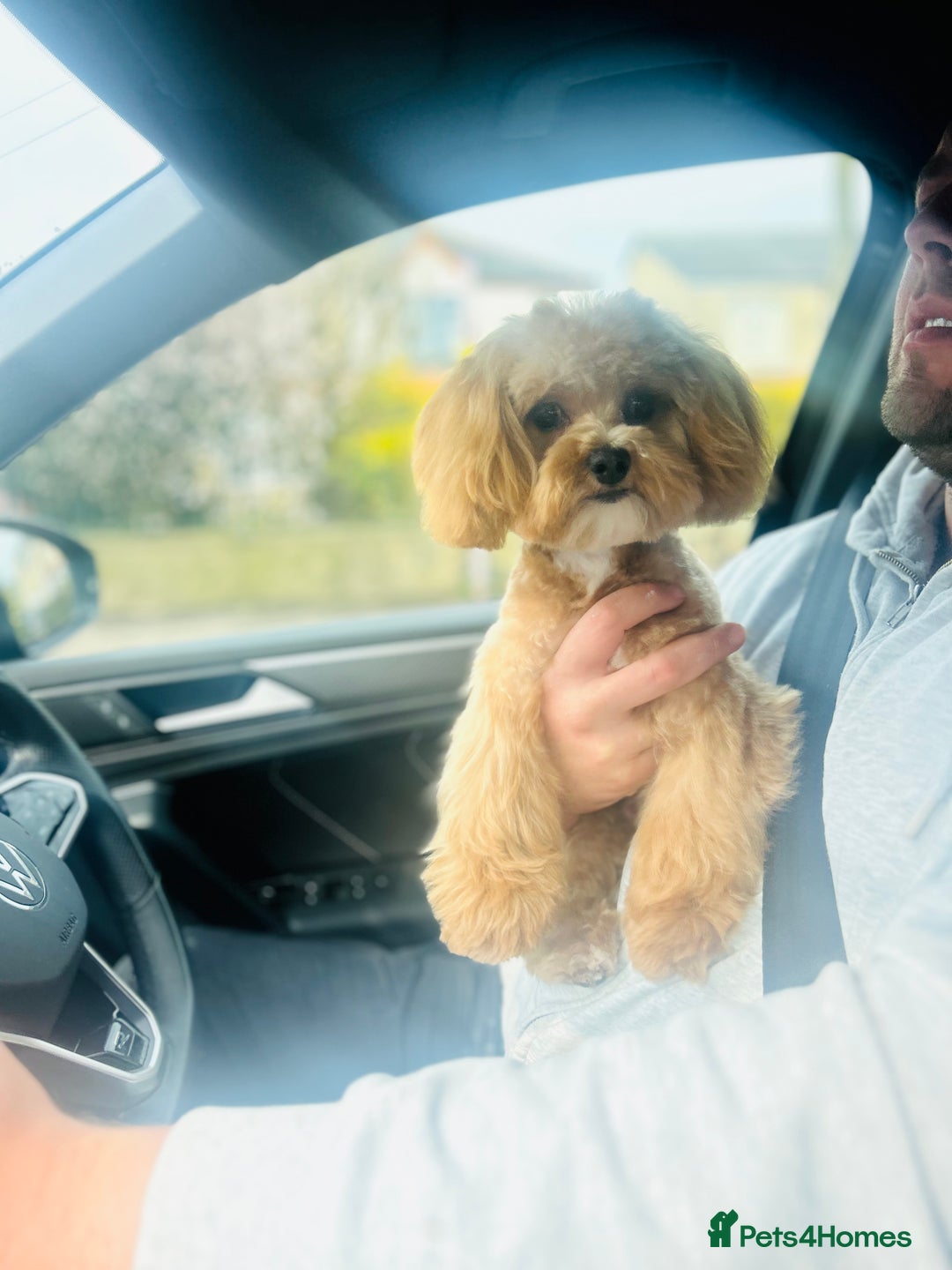 Maltipoo dogs for stud: TINY MALTIPOO STUD  in Halifax - Image 2