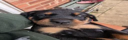 Mixed Breed dogs for sale: Pure breed Lithuanian hounds 2 puppies left - Advert 3