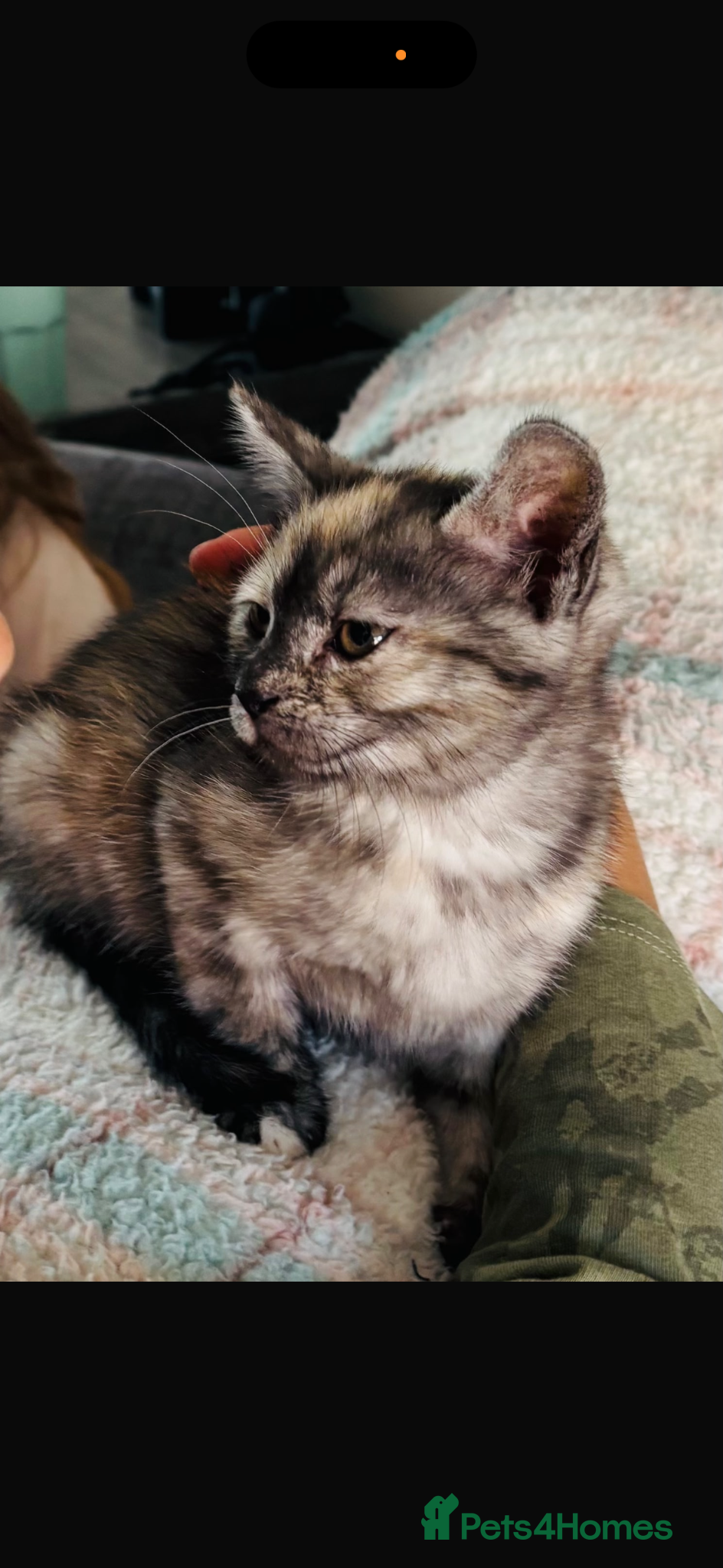 Mixed Breed cats for sale: Kitten for sale 12 weeks in Ashford - Advert 3