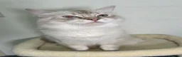 Ragdoll cats for sale: Gorgeous Ragdoll BSH kittens - Advert 9