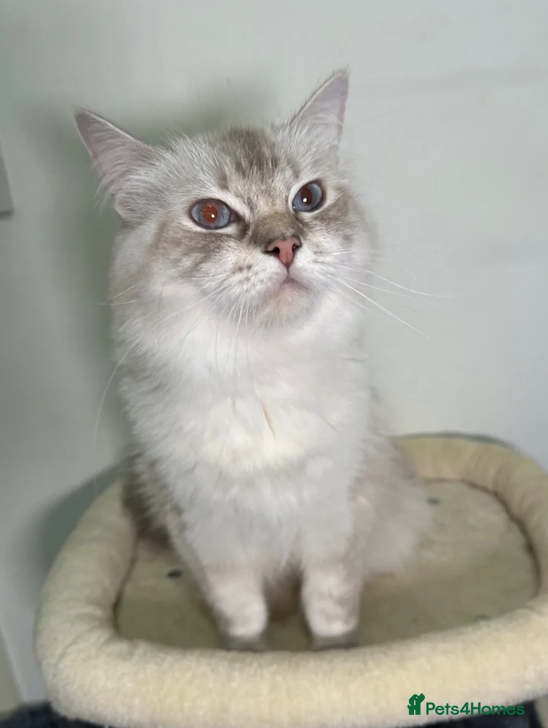 Ragdoll cats for sale: Gorgeous Ragdoll BSH kittens - Advert 9