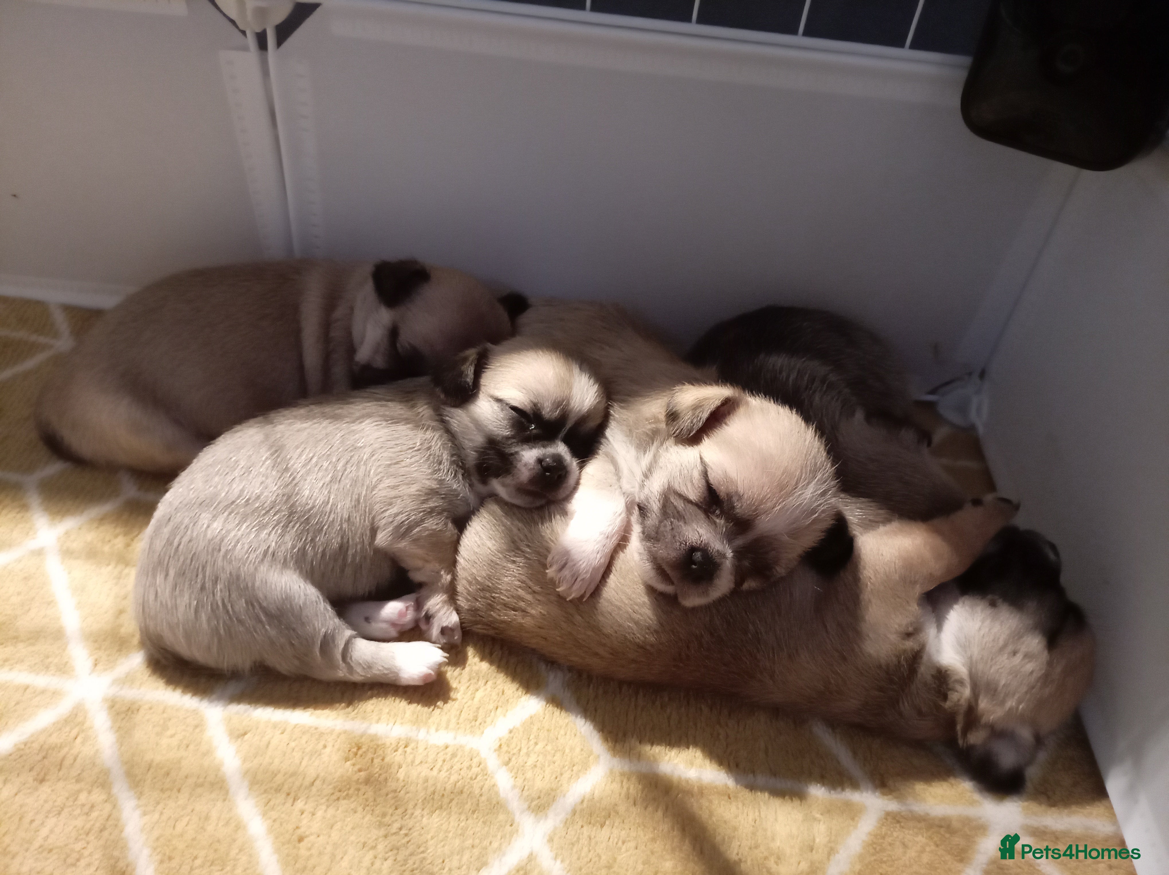 Mixed Breed dogs Chihuahua x Pug Shih Tzu puppies Chihuahua Pug Zu  - Advert 10