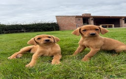 Labrador Retriever dogs for sale: Beautiful Fox Red Labrador Puppies For Sale - Image 1