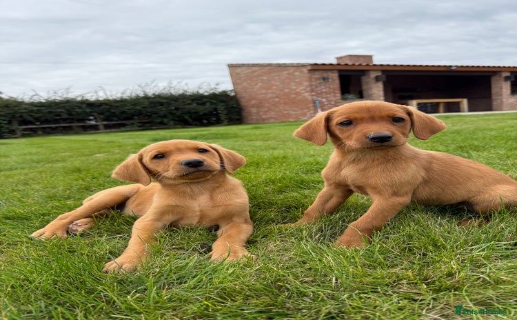 Labrador Retriever dogs - Advert 3