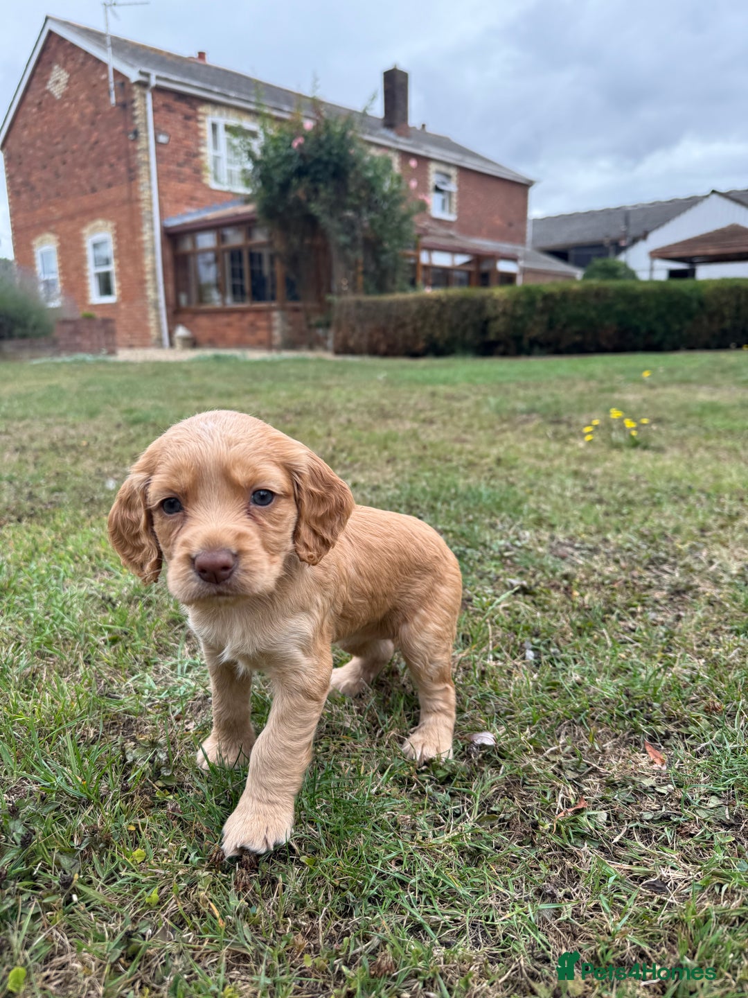 Cocker Spaniel dogs for sale: Working KC Registered Cocker Spaniel Puppies - Image 7