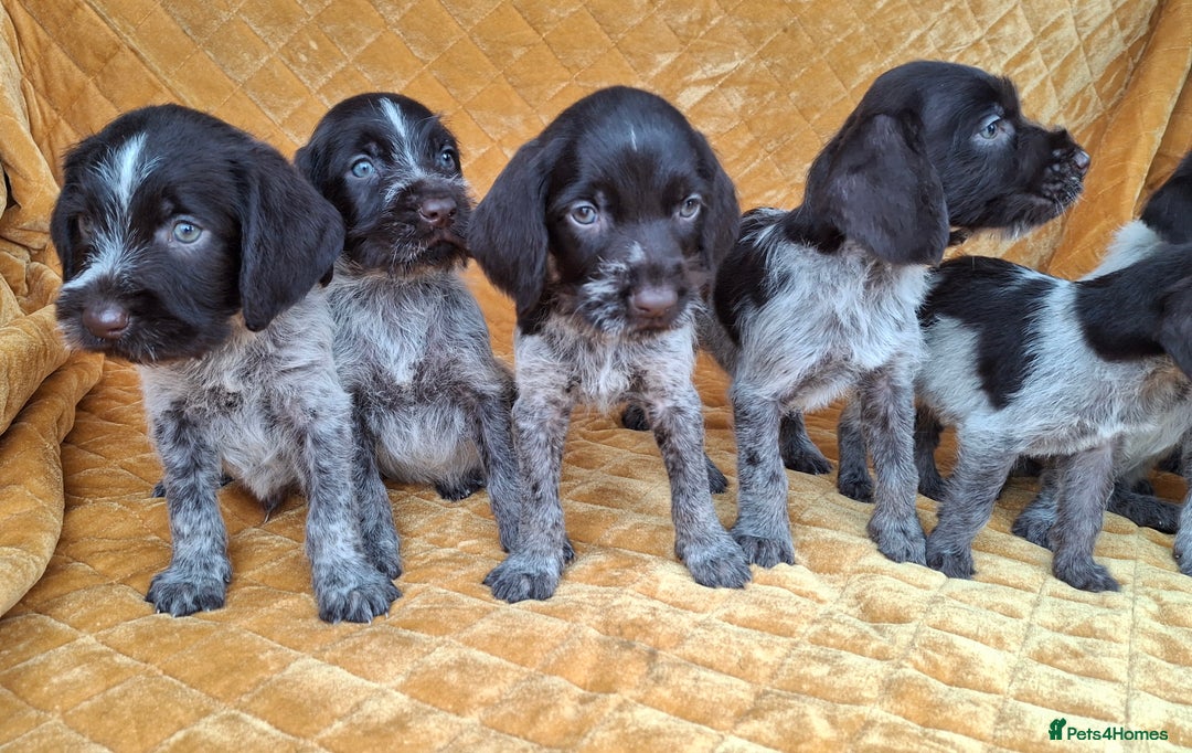 German Wirehaired Pointer dogs for sale: Quality German wirehaired pointer pups. - Image 8