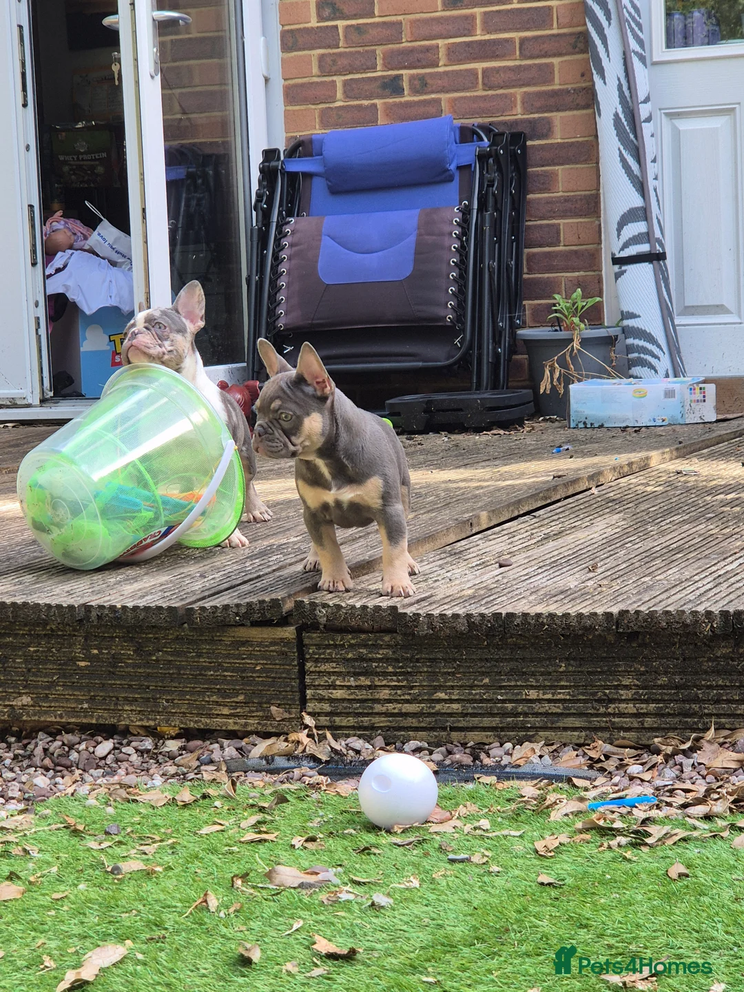 French Bulldog dogs for sale: French bulldog female ready leave - Advert 2