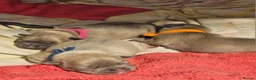 French Bulldog dogs for sale: Puppies for sale in Weymouth - Advert 8