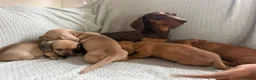 Miniature Dachshund dogs for sale: KC red and cream smooth miniature dachshunds  - Advert 9