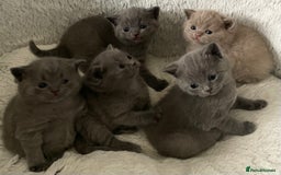 British Shorthair cats for sale: British shorthaired blue male kitten he is 8 weeks - Image 3