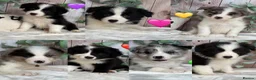 Border Collie dogs for sale: Gorgeous Border Collie Puppies  in Wisbech - Advert 1