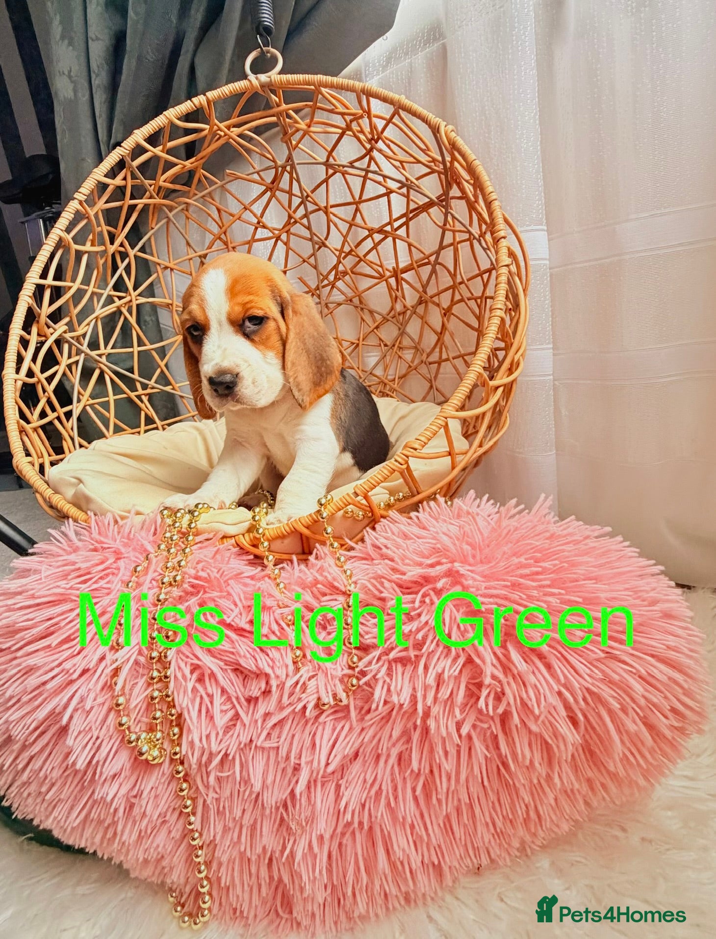 Beagle dogs 💞BEAUTIFUL BEAGLE PUPPIES 💞 - Advert 1