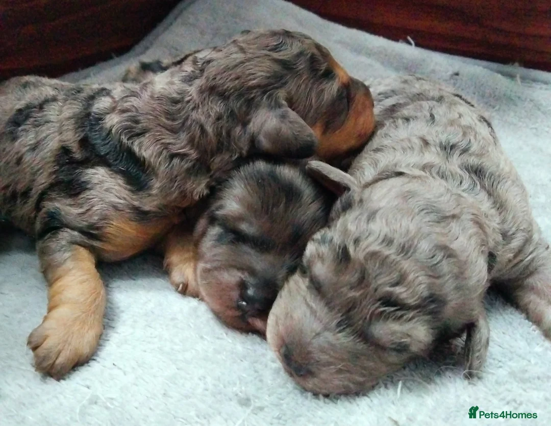 Cavapoo dogs for sale: Stunning F2B Cavapoo's Health Tested - Advert 8