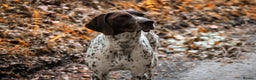 German Shorthaired Pointer dogs for stud: ✨FULLY HEALTH TESTED✨ Proven GSP stud in Llandrindod Wells - Advert 2
