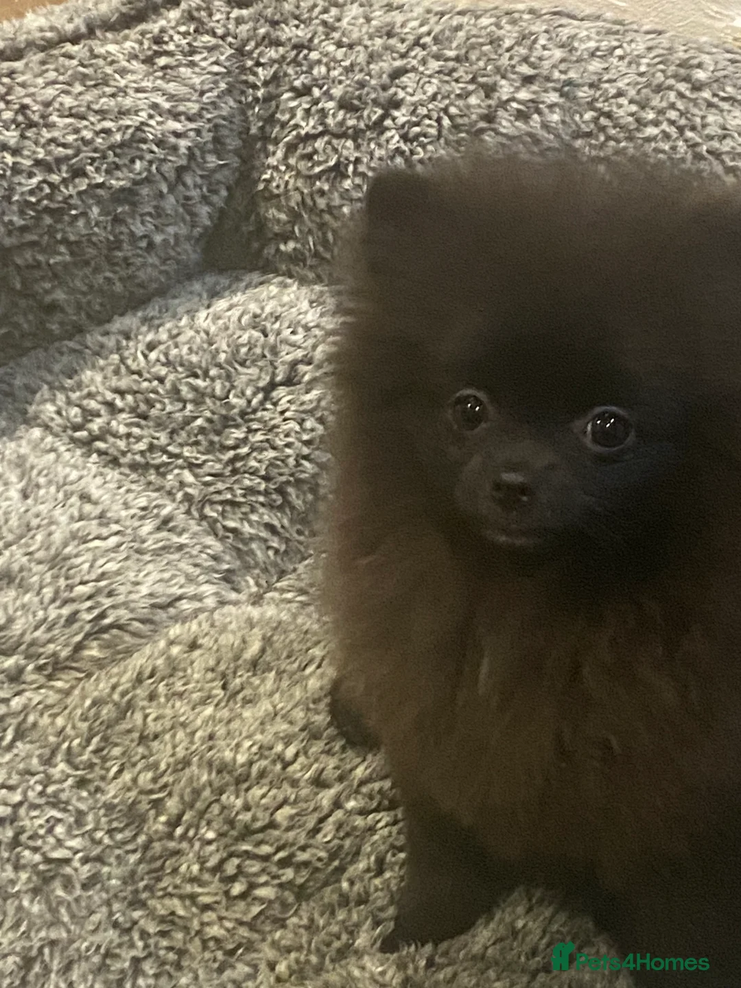 Pomeranian dogs for sale: Adorable fluffy pom puppies - Advert 26