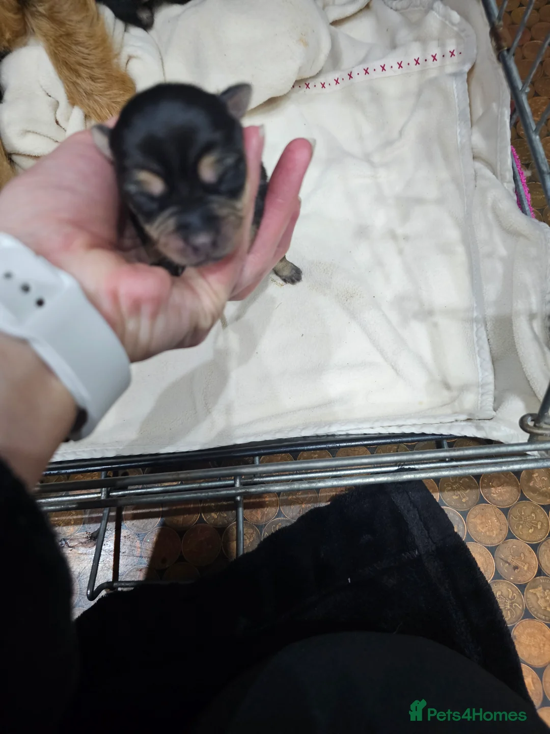 Jack Russell dogs for sale: 7 jack Russell puppies - Advert 7